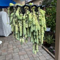 Hanging Donkey Tail Plant