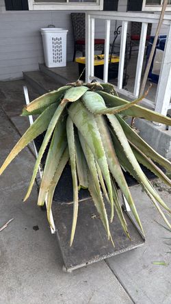 Aloe Vera