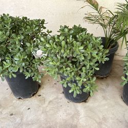 15 Gallon Succulents 45$ Each Large Sizes
