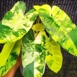 Philodendron Burle Marx Variegated 