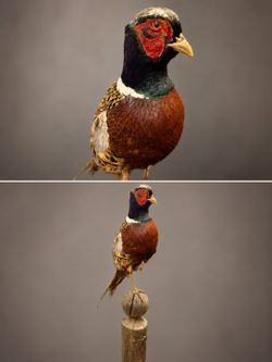 Taxidermy Pheasant