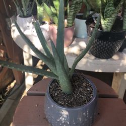 Aloe Vera Plant 