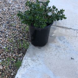 Plants Bush