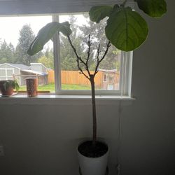 Fiddle Leaf Fig Tree - Live Indoor Plant