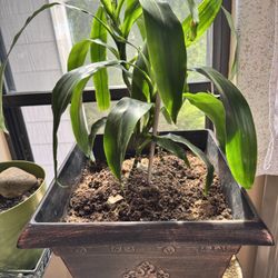 Double Palm And Aglaonema Plants 