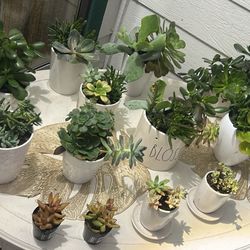 Succulent Plants All For 50$