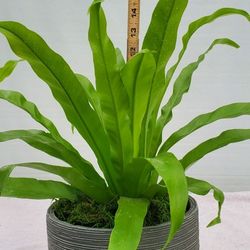 #27  18" Birds nest  Fern plant in a glaze Ceramic pot in door planted