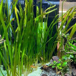 Jungle Valisneria Aquarium Plant
