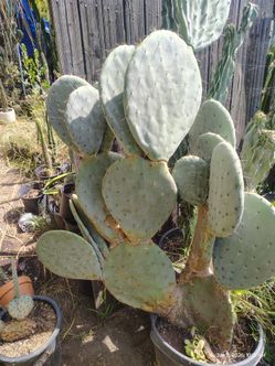 O p u n t i a r o b u s t a cactus plant