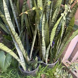 Snake Plants In  The 3 Gallon  Pot Full