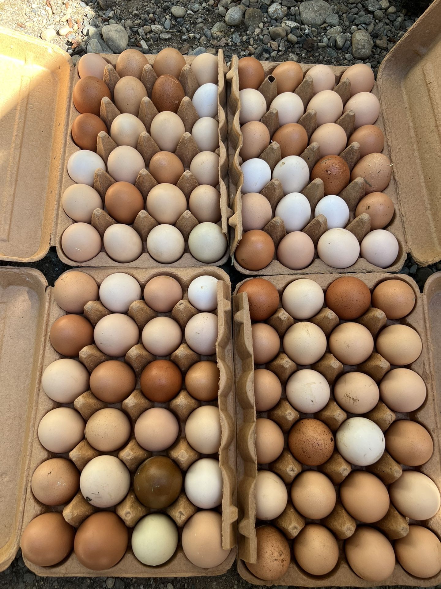 Farm Fresh Eggs