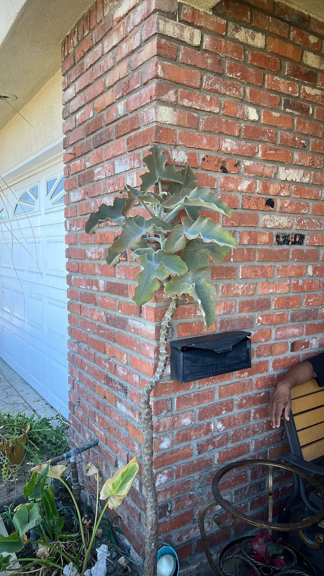 Beautiful Succulent