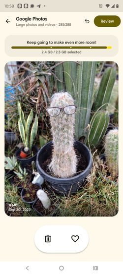 Cactus plant