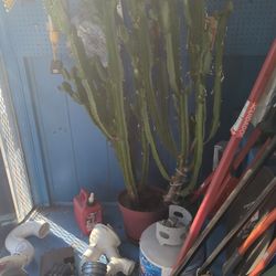Cactus Plant