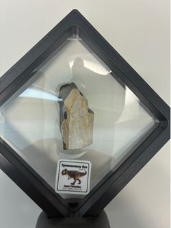 Fossil - Tyrannosaurus Rex