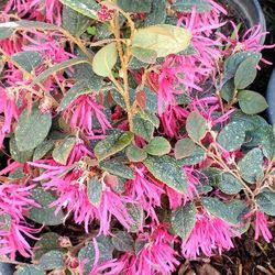 (49) Chinese Fringe Pink Flower 5gal