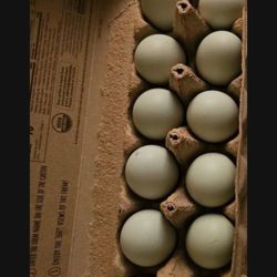 Organic Eggs