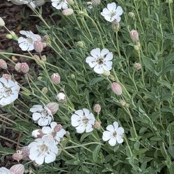 Sea Campion Flowering Plant Perennial 