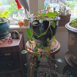 LOVELY PLANT🌹😍