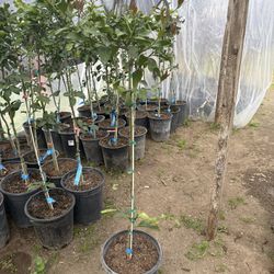 Lisbon lemon trees  / Árboles de limón amarillos Lisbon $30 each  