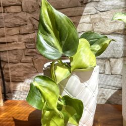 Philodendron Scandens Brasil Beautiful House Plant In Ceramic Pot 5.5"H.