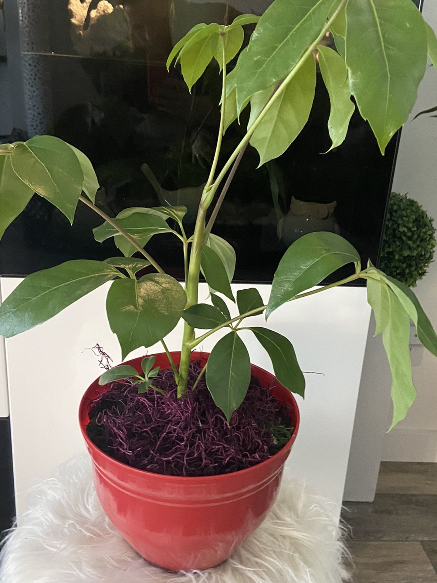 Housplant Rate Schaffera Plant
