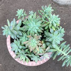 Succulents 
