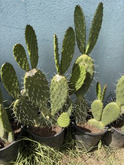 Planta De Nopal/ Cactus Leaf 