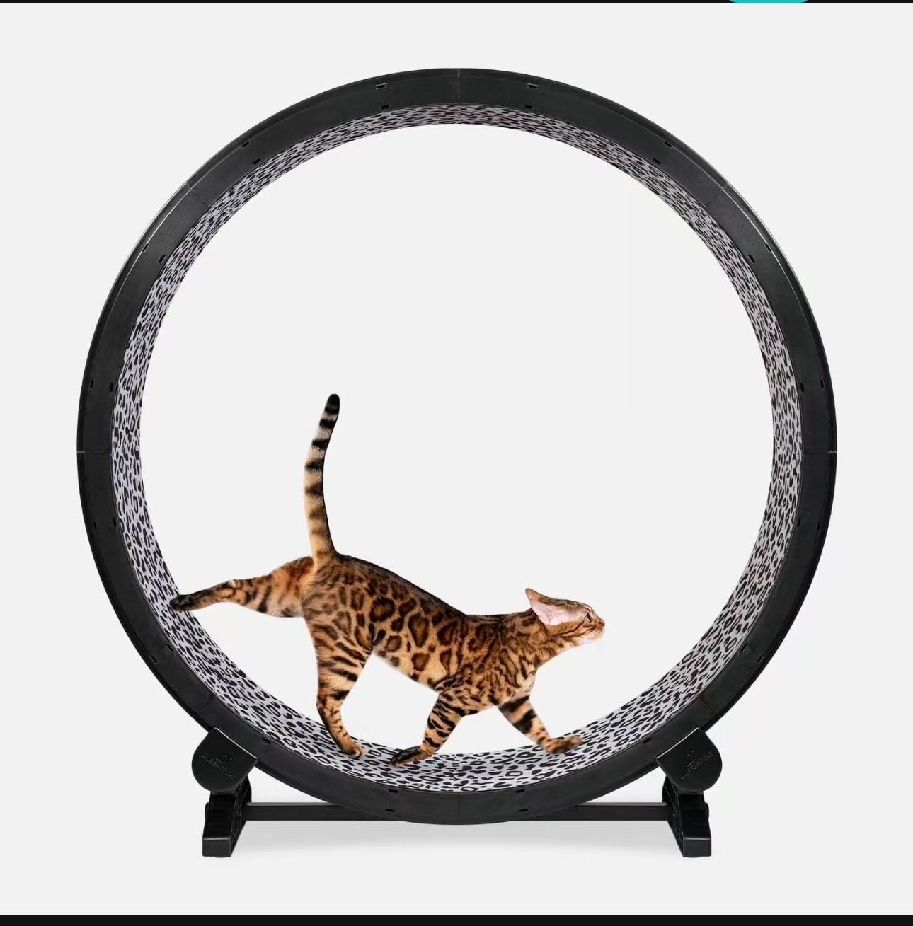 Cat Treadmill TikTok