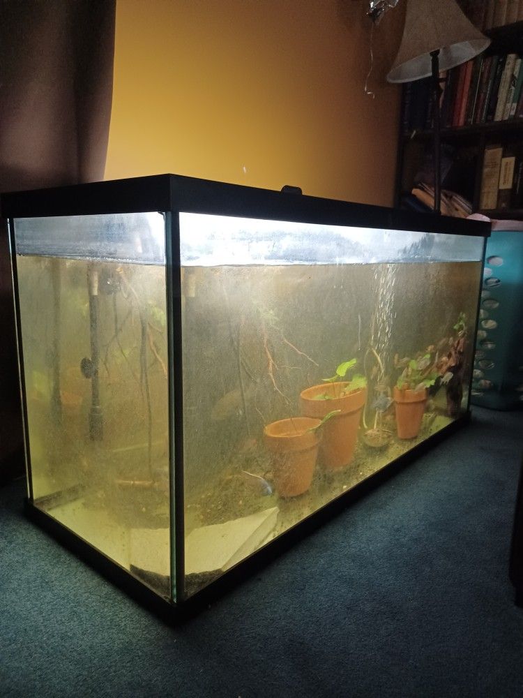 90g Fish Tank 