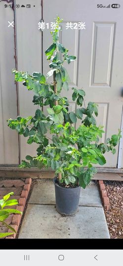Fruit Tree over 5ft tall