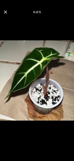 Alocasia Polly & Amazonicas