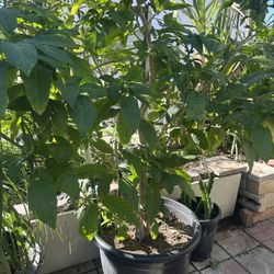 Yellow Flower Plant For Sale