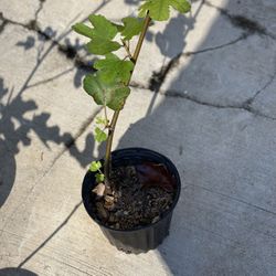 Black Mission Fig Plant 