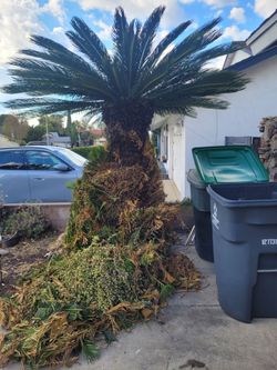 Sago palm