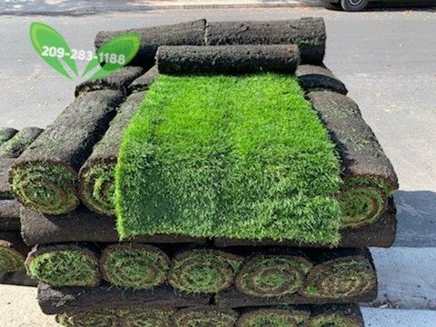 Best QUALITY Sod