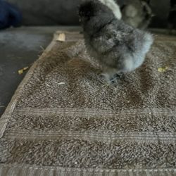 pollitos  bueche pelon a $7