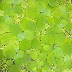 Aquarium Floating plants.