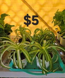 Spider Plants