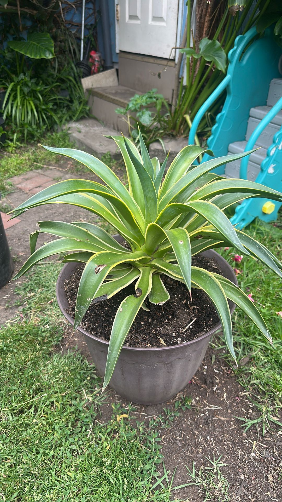 Agave Plant