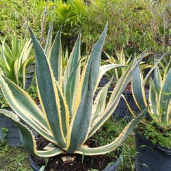 Beautiful Agave Plants 15gl $85💚🏡