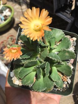 Succulents 4”