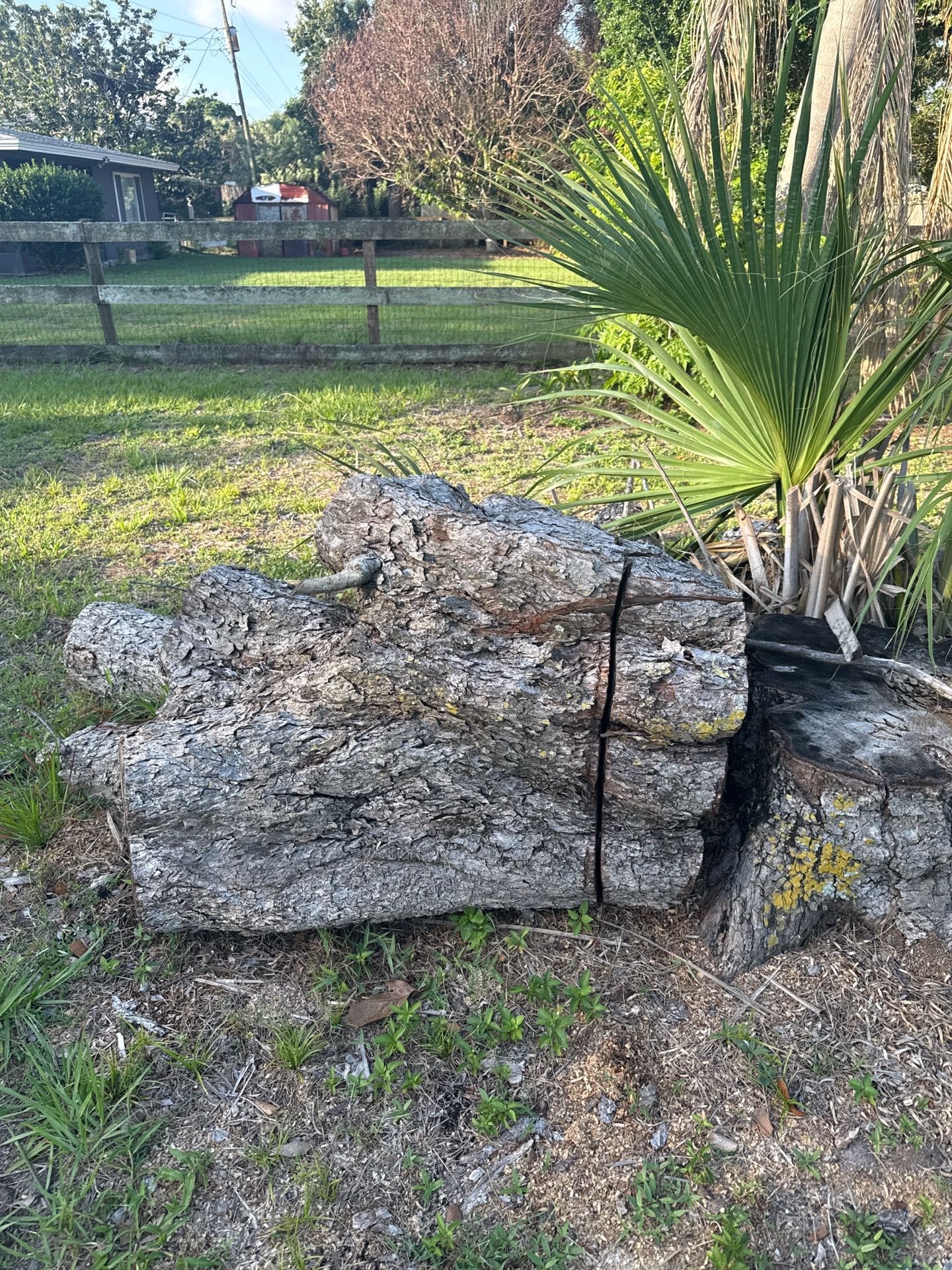 FREE Firewood Logs / Large Tree Trunks โ You Haul