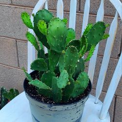Living Plant 🌱20"H Opuntia Ficus-Indica on 8"H Pot ::: Outdoor/Full Sun