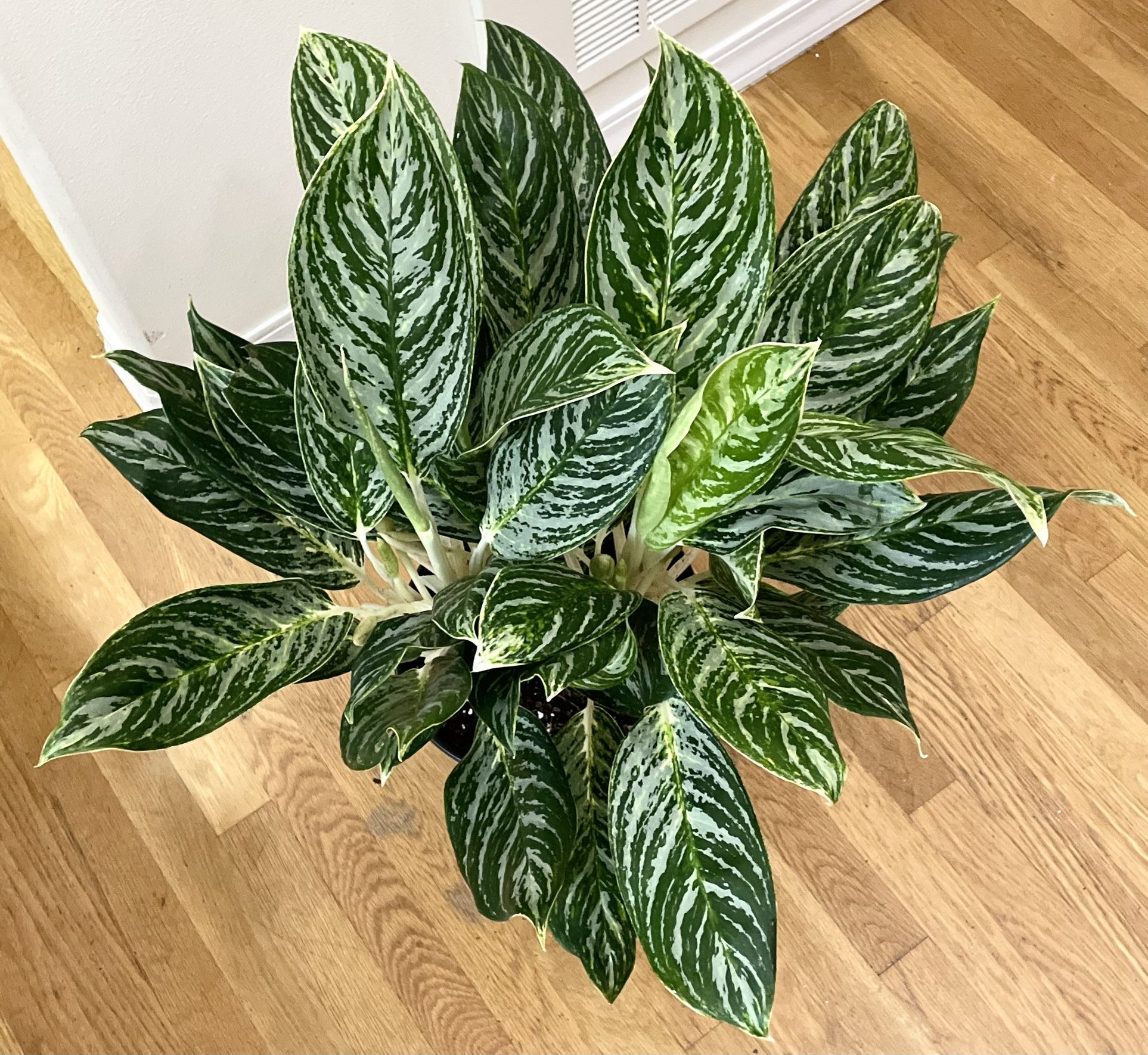 Large Golden Madonna Aglaonema in 10in. Pot / Low-Low Friendly / Free Delivery Available 