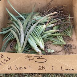 Aloe Vera Pups $3