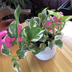 Pothos Njoy, Money Plant In 6” White Ceramic Pot