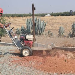 Tree/palm And Stump Servi.