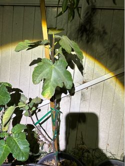 HMADI FIG Tree
