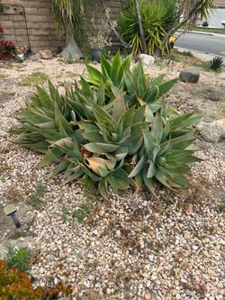 Large Beautiful Agave and Aloe Succulent Plants